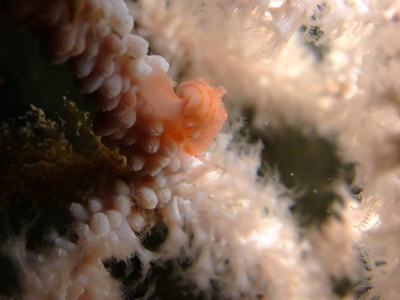 Simnia patula on white sea fan