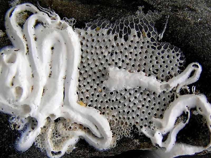 Dead Electra pilosa skeleton encrusting a rock and covered in Pomatoceros triqueter tubes.