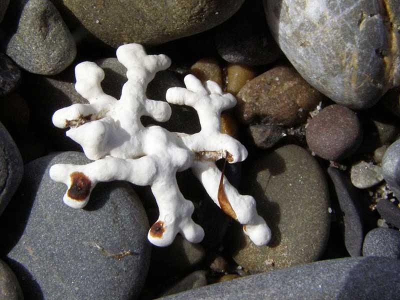 Washed up maerl, Phymatolithon calcareum