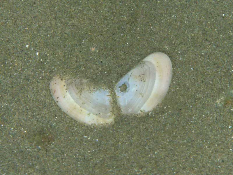 Open empty shell of Donax vittatus.