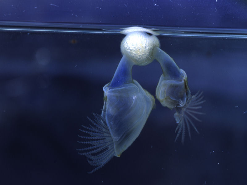 The buoy barnacle Dosima fascicularis.