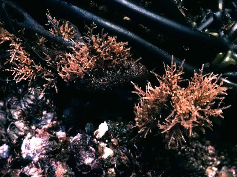 Image: Clumps of Dynamena pumila growing amongst holdfasts.