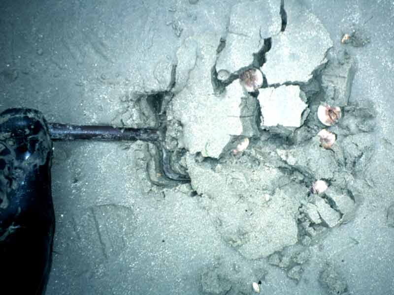 Image: A number of Echinocardium cordatum being dug up.