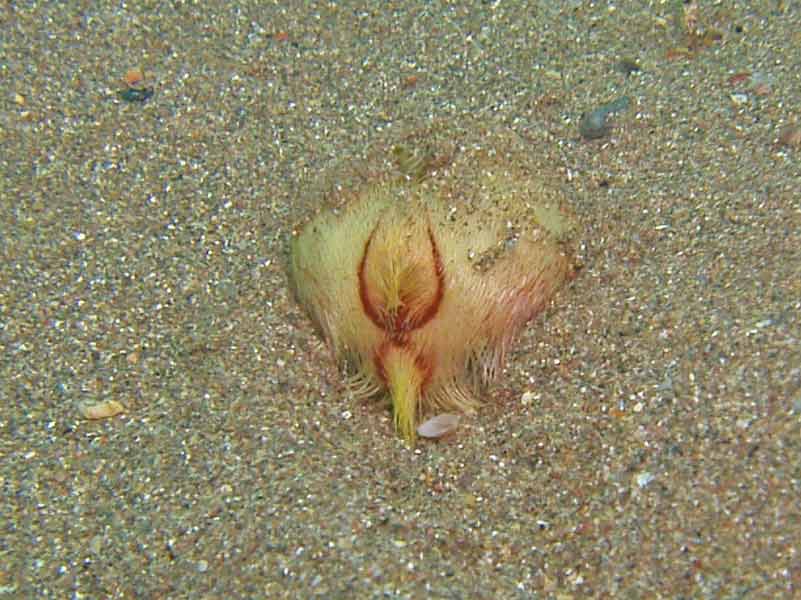The sea potato Echinocardium cordatum partially buried in sand.