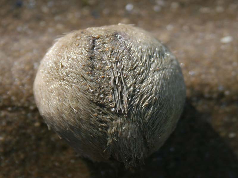 Echinocardium cordatum on a sandy shore.