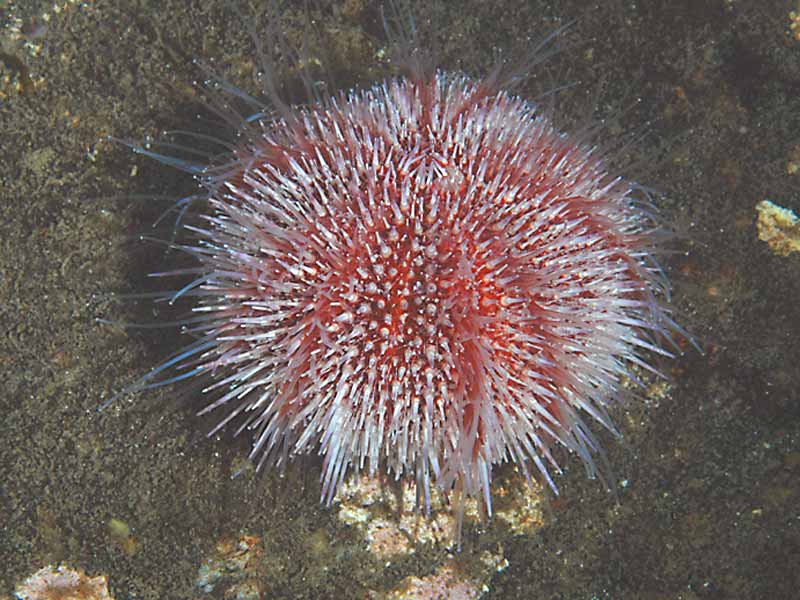 Echinus esculentus at Strome Narrows, Loch Carron on the west Scottish coast.