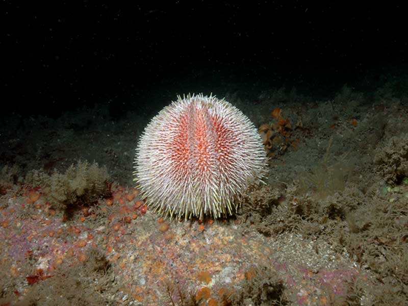 Echinus esculentus at Lundy.