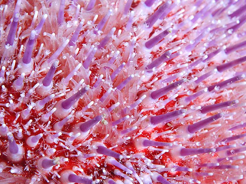 Close up of Echinus esculentus showing tube feet, spines and pedicellaria at the Mewstone, Plymouth.