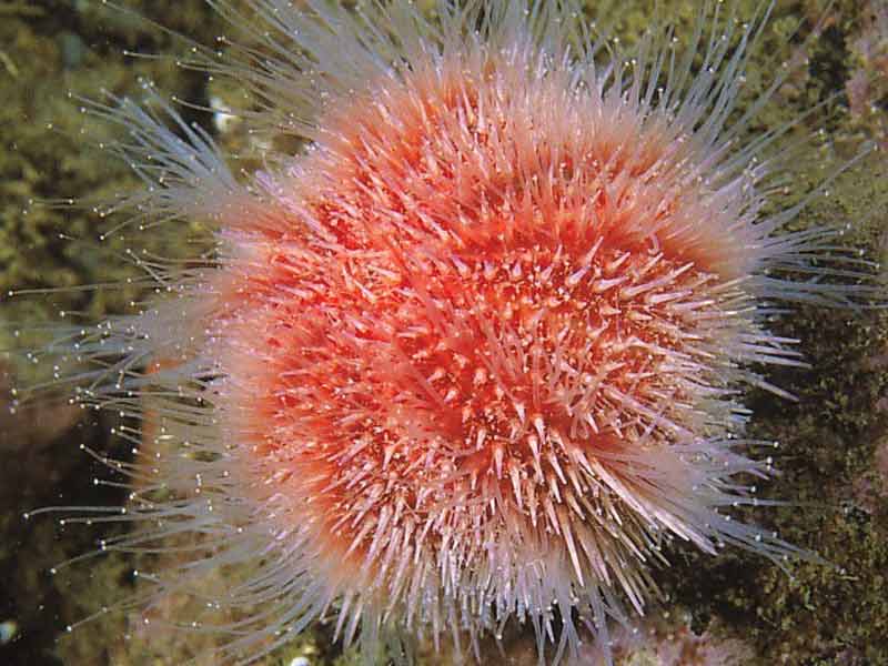 Bright red Echinus esculentus individual.