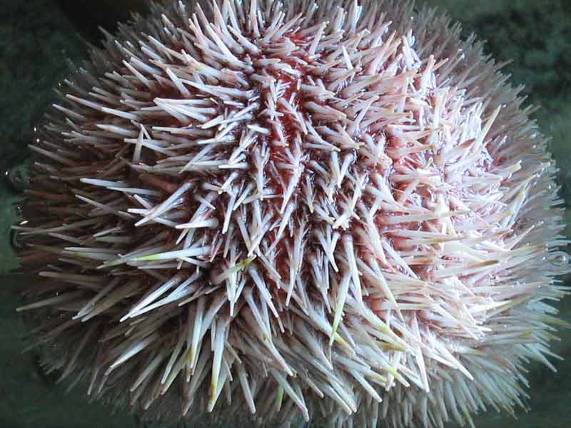 Echinus esculentus in a laboratory.