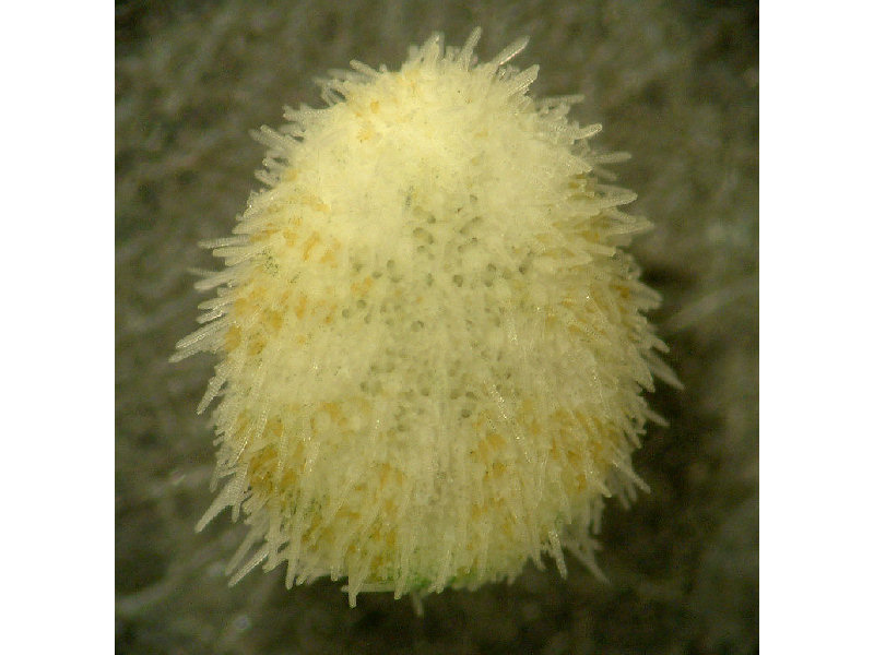 Echinocyamus pusillus, a tiny sea urchin.