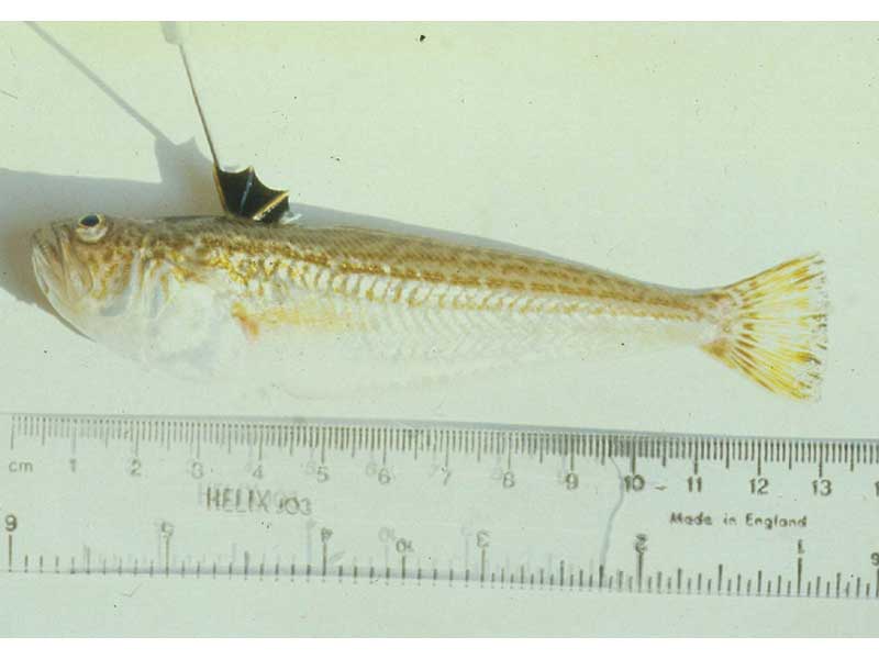 Echiichthys vipera with dorsal fin held extended with a mounting needle.