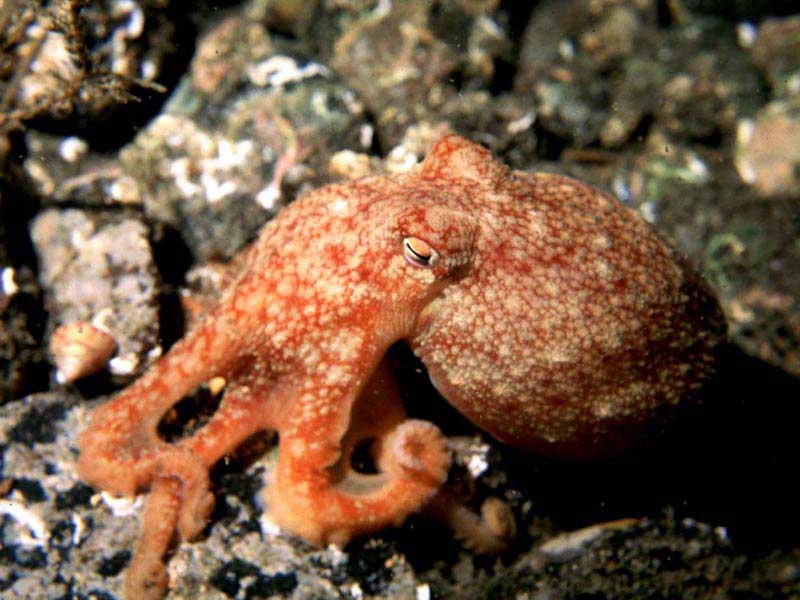 Eledone cirrhosa, curled octopus.