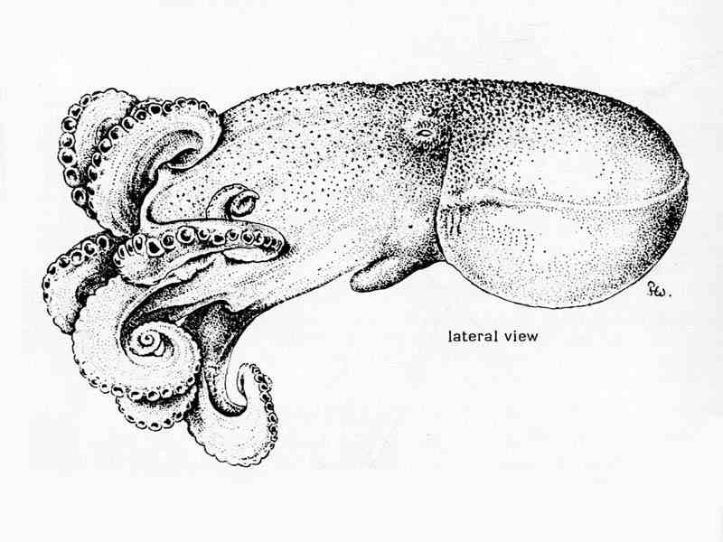 Line drawing of Eledone cirrhosa.