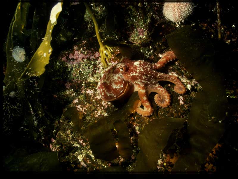 Mottled Eledone cirrhosa near the seabed.