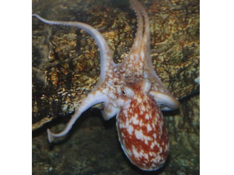 Eledone cirrhosa scrambling up a rock in a laboratory.