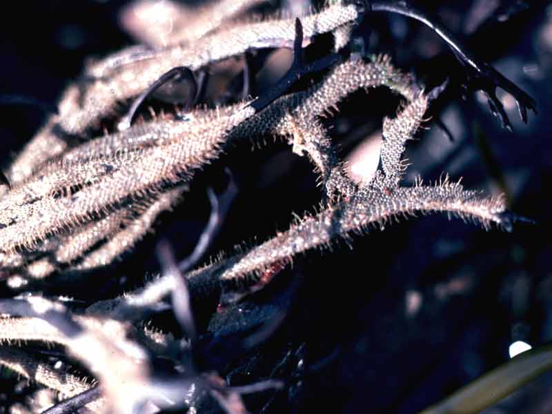 Electra pilosa on macroalgae.