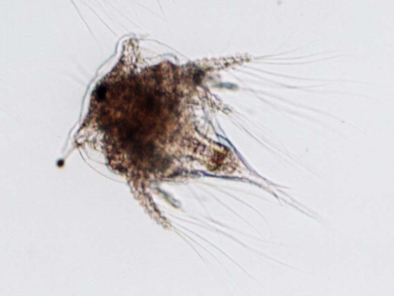 Image: A typical barnacle nauplius of Austrominius modestus.