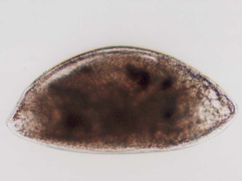 Image: A typical cyprid larva of Austrominius modestus, with carapace closed.