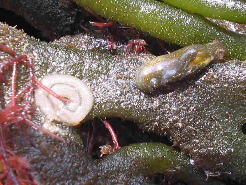 Elysia viridis with egg ribbon on Codium spp.