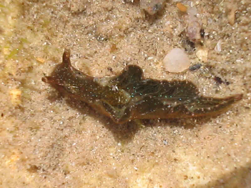 Image: Elysia viridis crawling in a rockpool; note the characteristic bright green-blue spots.