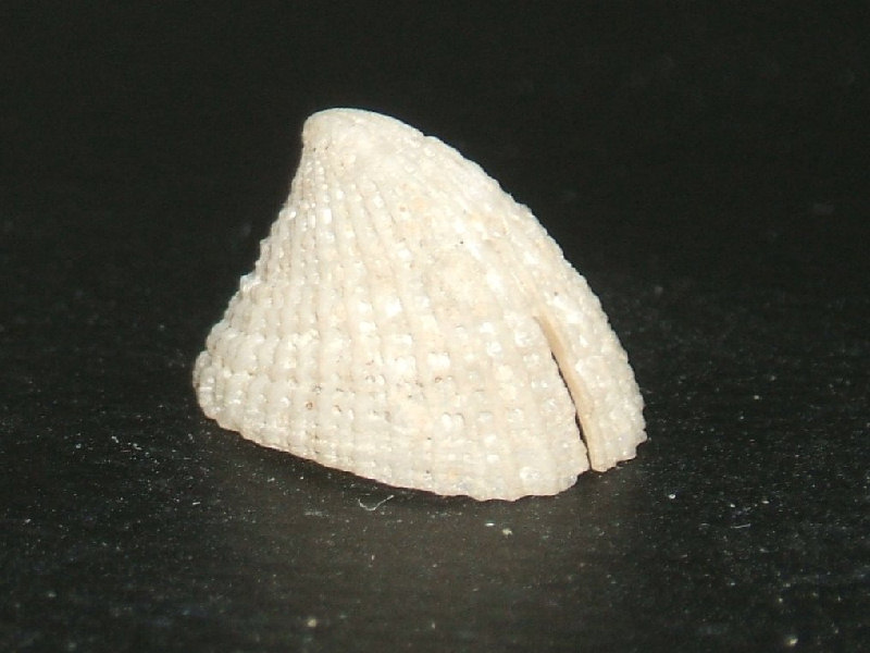 The slit limpet Emarginula fissura.
