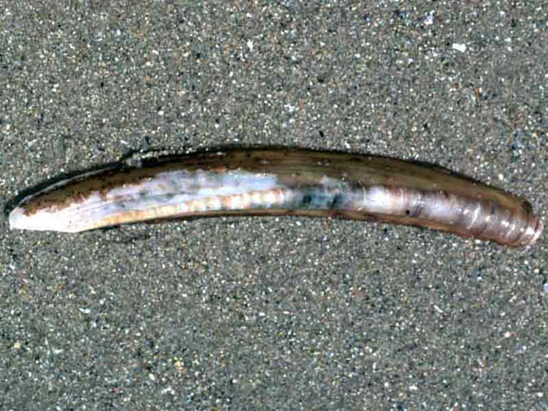 Ensis ensis, the razor shell.