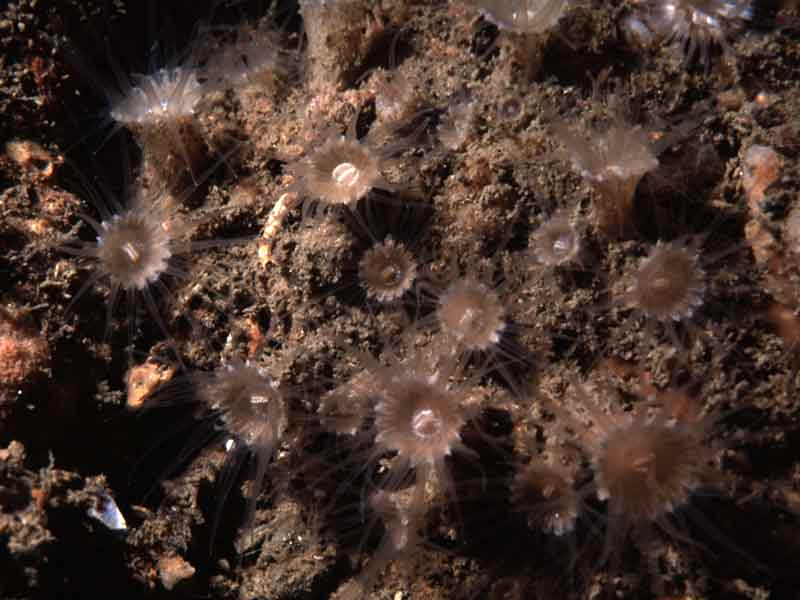 The zoanthid sea anemone Epizoanthus couchii.