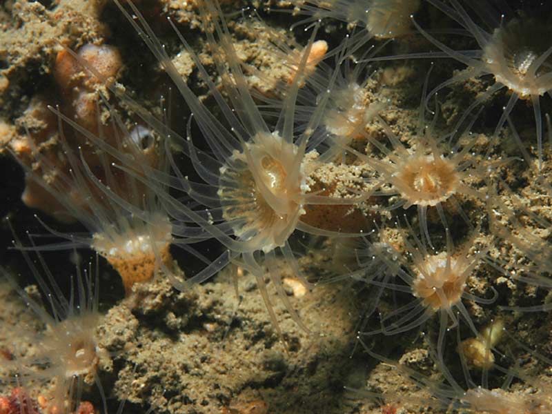 Cluster of Epizoanthus couchii at Firestone Bay in Plymouth Sound.