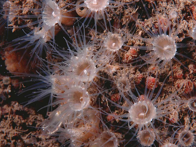 Image: Epizoanthus couchii at Firestone Bay in Plymouth Sound.