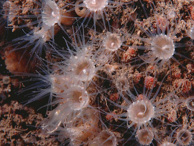 Epizoanthus couchii at Firestone Bay in Plymouth Sound.