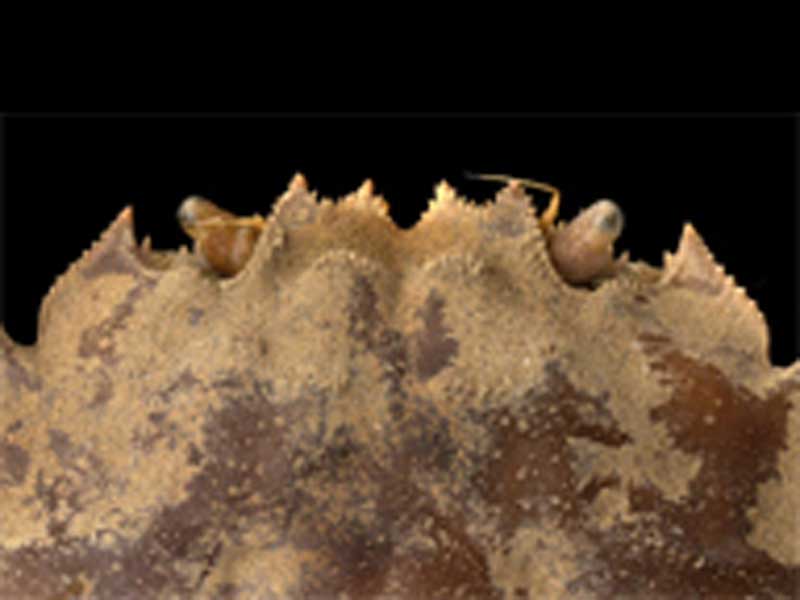 Image: Eriocheir sinensis: frontal carapace margin between the eyes with four distinct sharp lobes.