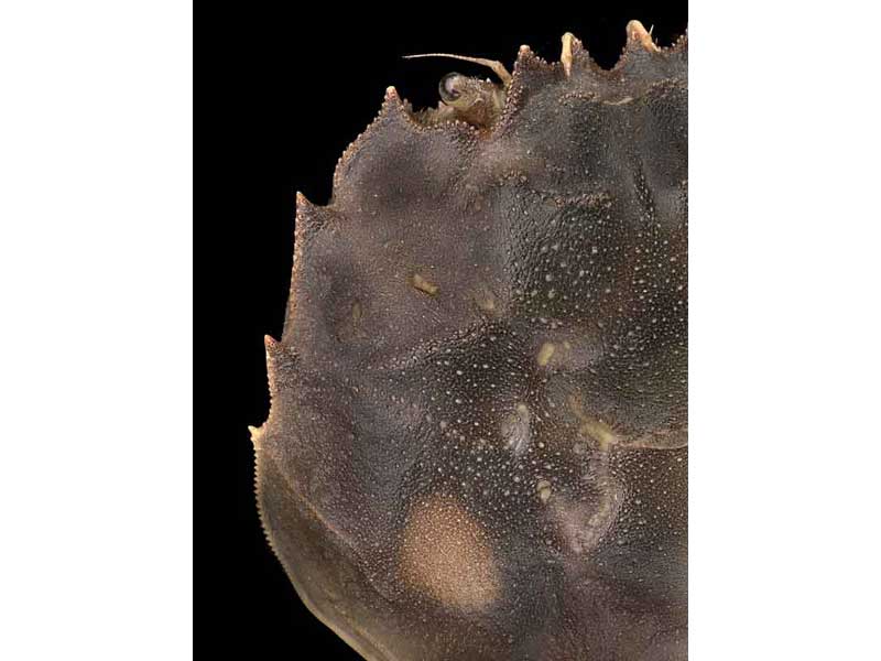 Eriocheir sinensis: lateral carapace margin with four teeth (spines).