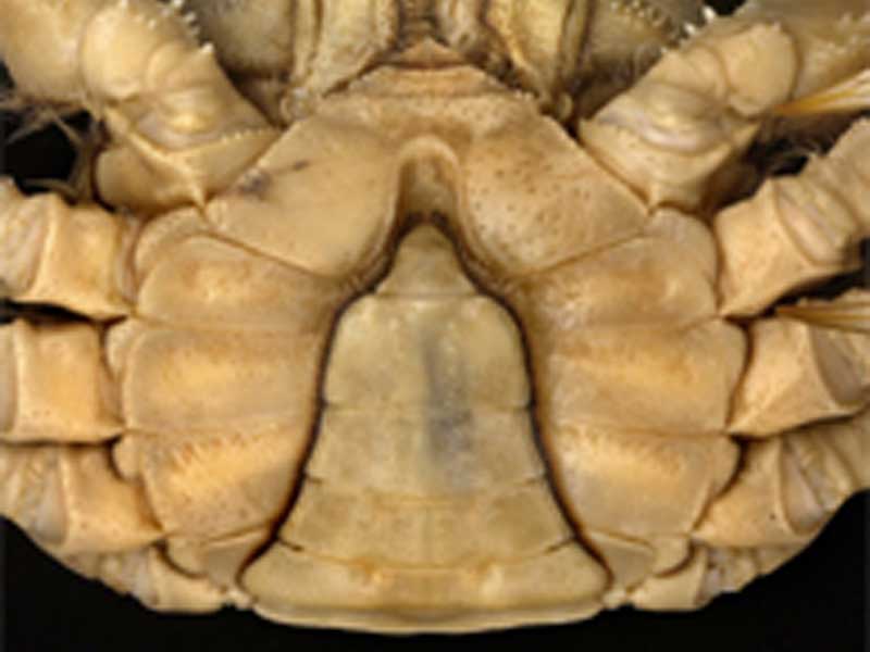 Eriocheir sinensis: narrow V-shaped abdomen of adult male crab.