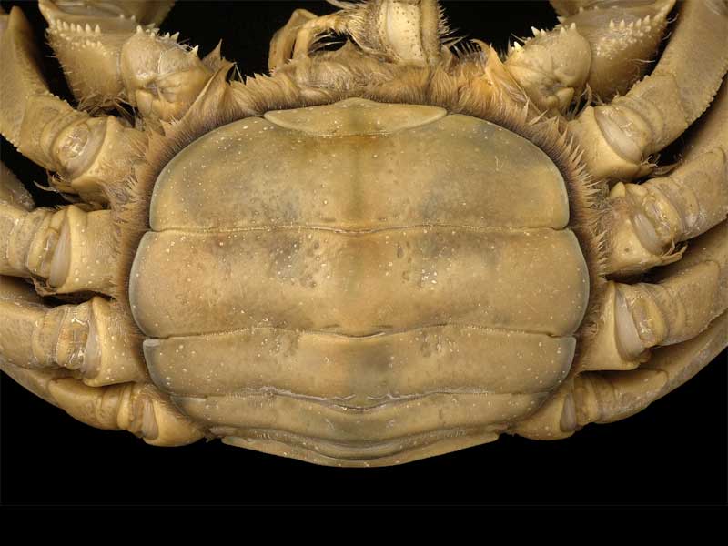 Eriocheir sinensis: broad, U-shaped abdomen of adult female crab to protect eggs.