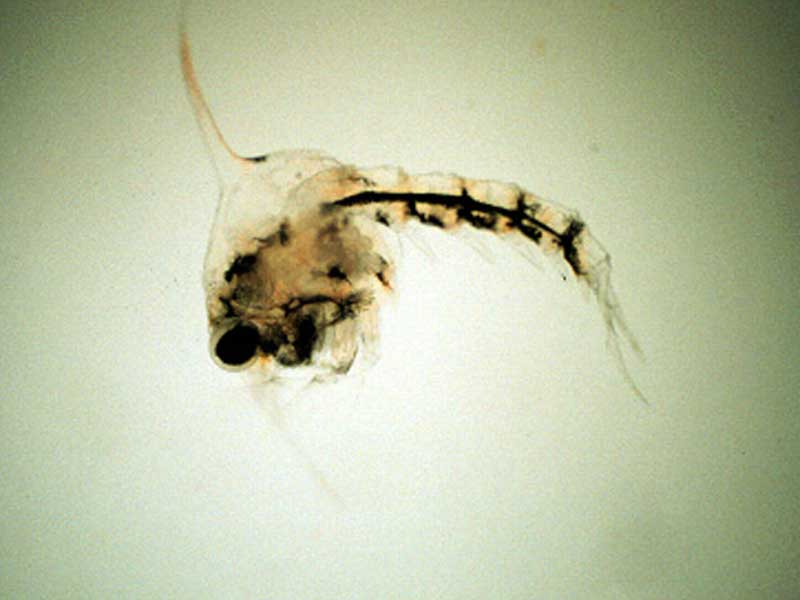 Eriocheir sinensis: zoeal stage VI (eared in the Zoology Department, NHM).