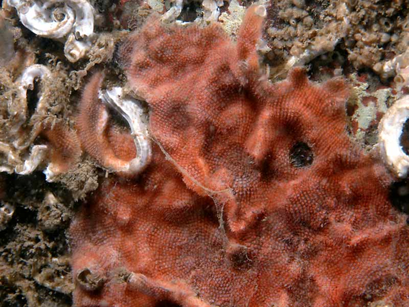 Escharoides coccinea colony with Spirorbis spp. on the Scylla reef, Whitsand Bay, Cornwall.