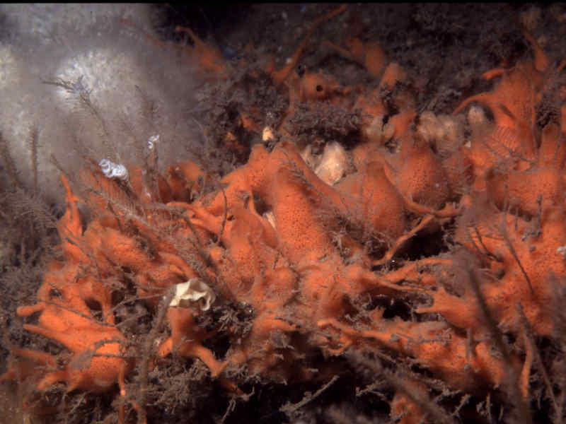 Amphilectus fucorum at Battery Buoy, Plymouth Sound.