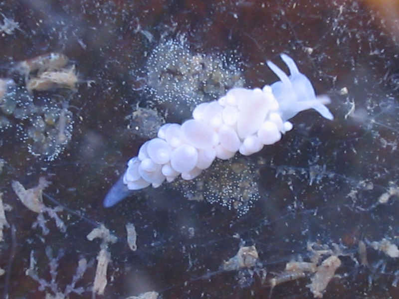 Orange and white colour morph of Eubranchus farrani on Obelia sp. attached to kelp.