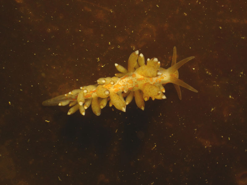 Eubranchus farrani against a black background.