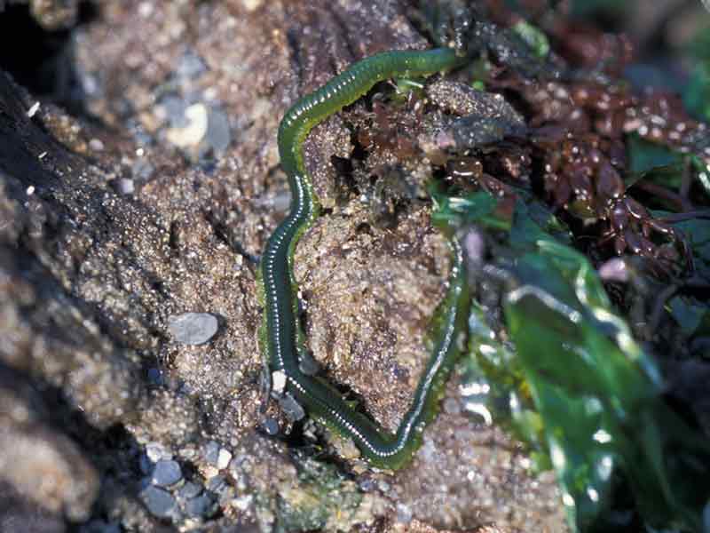 Green-leaf worm (Eulalia viridis) - MarLIN - The Marine Life