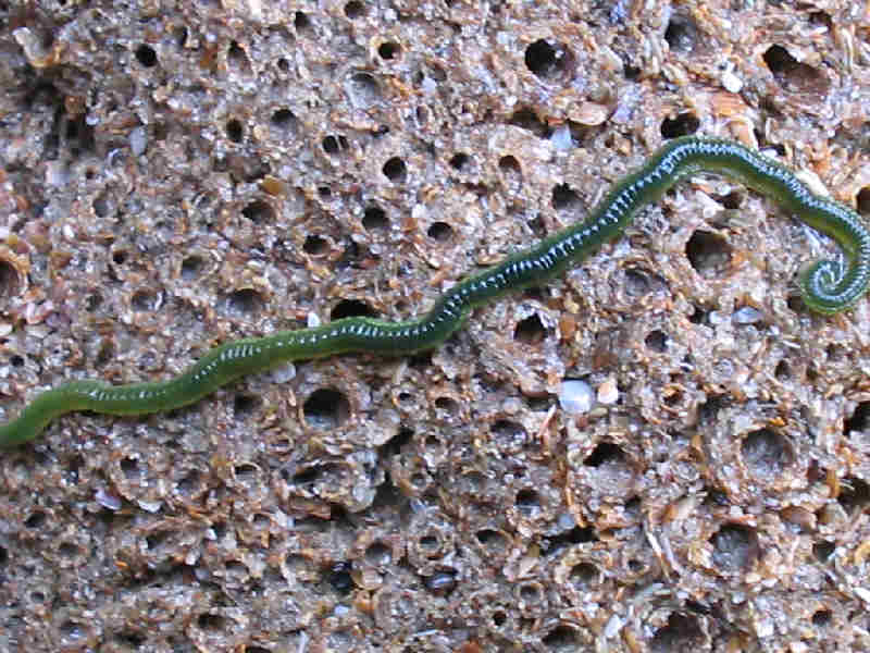 Eulalia viridis crawling across a Sabellaria alveolata reef.