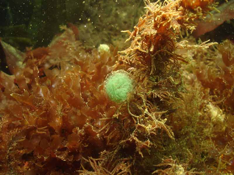 Eulalia viridis eggs.