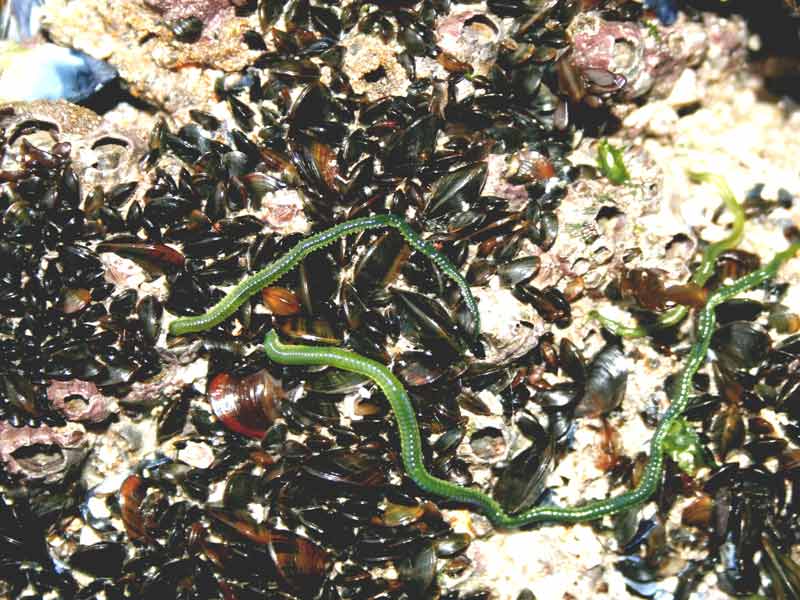 Eulalia viridis on a rocky shore.