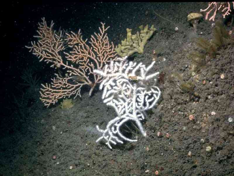 Two fans of Eunicella verrucosa showing the two morphs, pink and white.