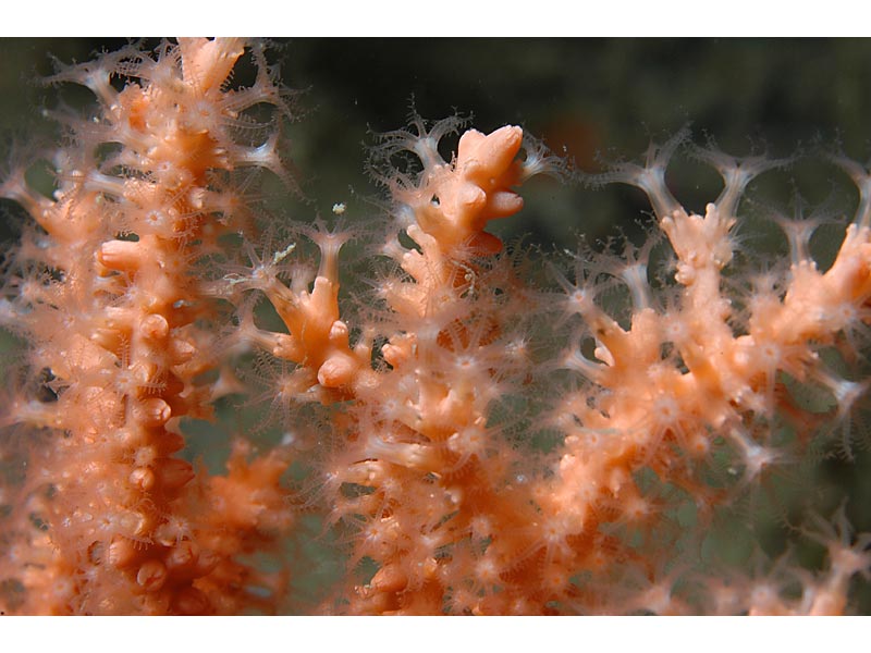 Close up of the extended polyps of Eunicella verrucosa on Hand Deeps, Plymouth.