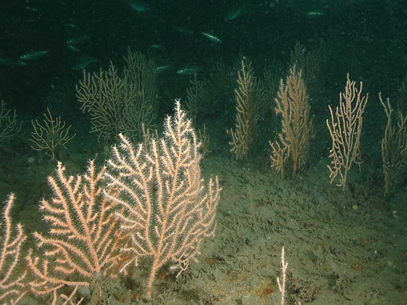 Eunicella verrucosa on the wreck of the Persier, south Devon.