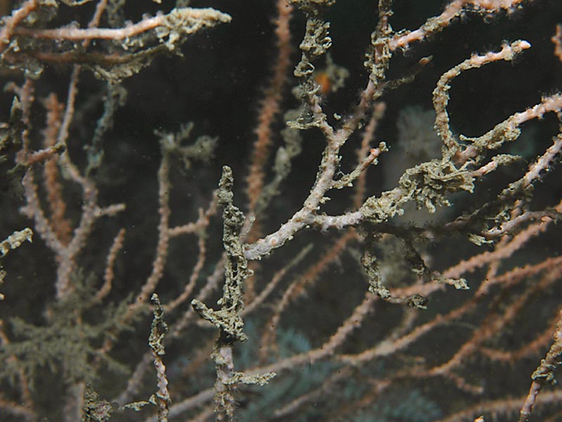 Image: Necrotic example of Eunicella verrucosa at the Mewstone, Plymouth.