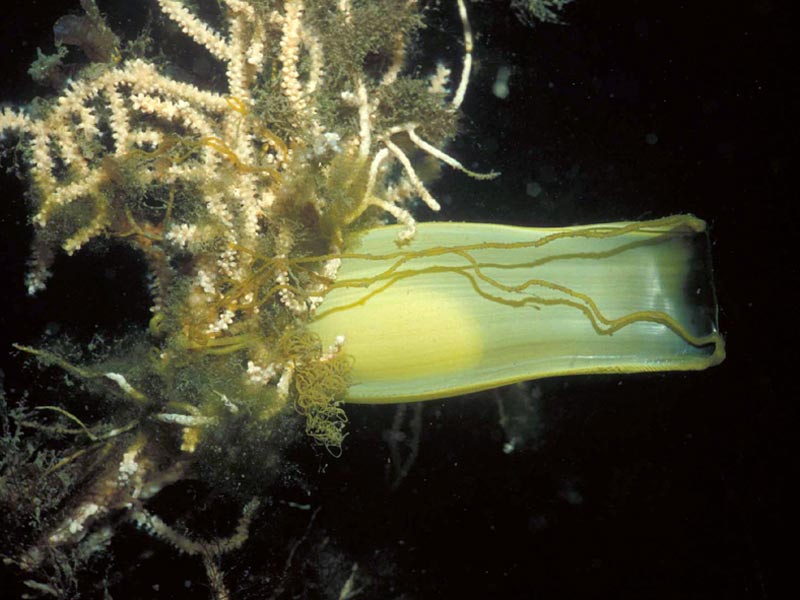 Mermaids purse (dogfish egg) wrapped around Eunicella verrucosa at the Dartmouth Mewstone in south Devon.