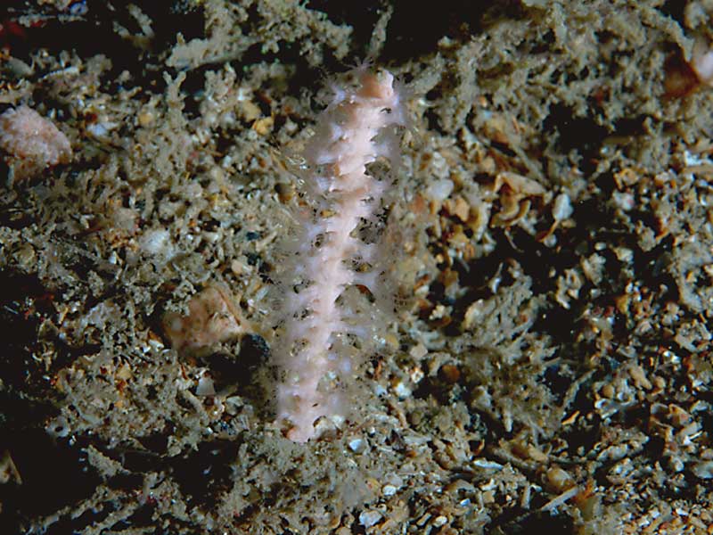 Small sea fan at the Mewstone, Plymouth.